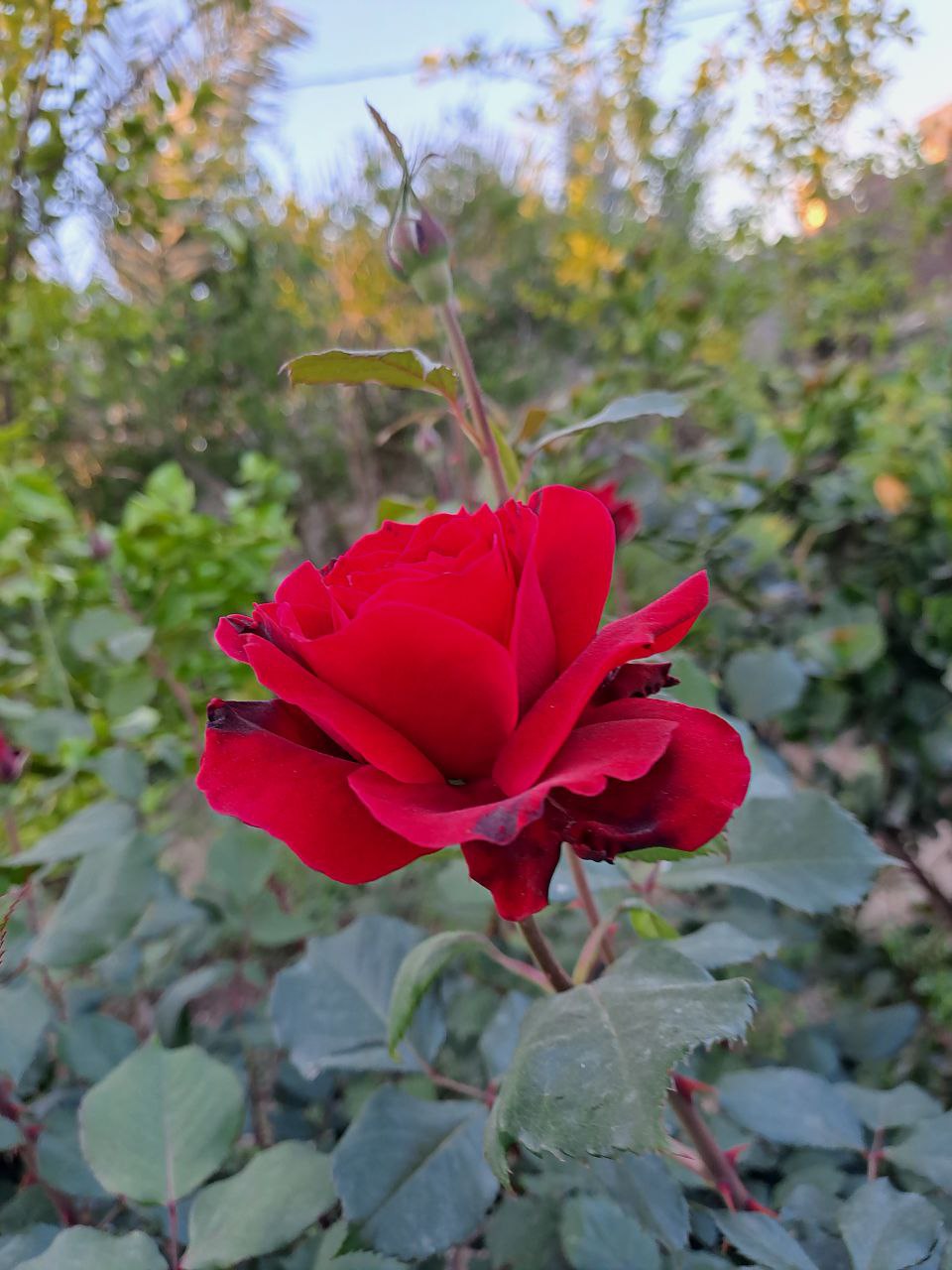 تارة الكرطاني